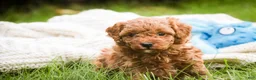 Miniature Poodle dogs for sale: Peyton - Ad 3