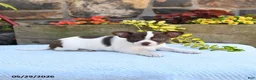 Chihuahua dogs for sale: Promise - Ad 4