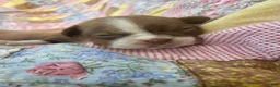 Boston Terrier dogs for sale: Summer  - Ad 1