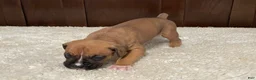 Boxer dogs for sale: Rocky - Ad 17