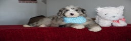 Sheepadoodle dogs for sale: Murphy - Ad 2