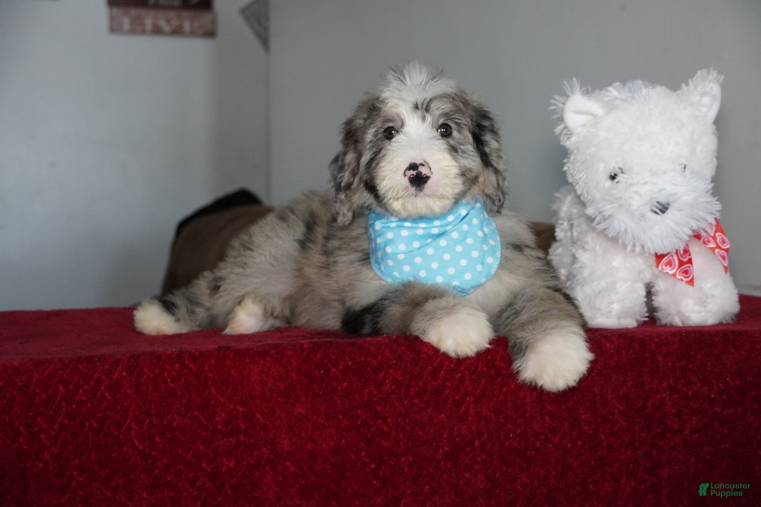 Sheepadoodle dogs for sale: Murphy - Ad 2