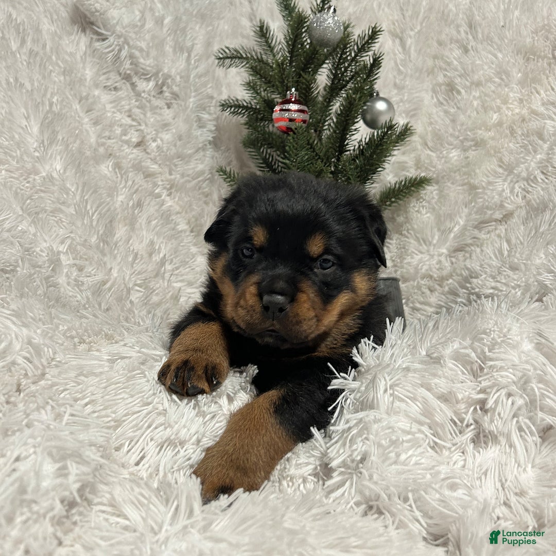 Rottweiler dogs for sale: Zuma - Ad 8