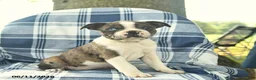 Boston Terrier dogs for sale: Fern  - Ad 3
