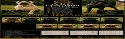 Cane Corso dogs for sale: ATHENA - Ad 2