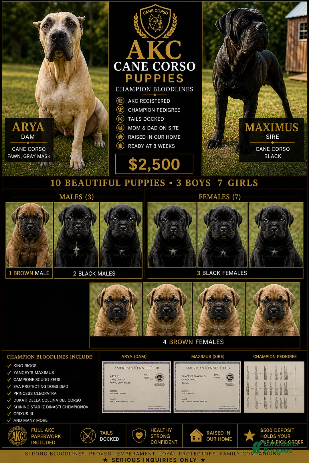 Cane Corso dogs for sale: ATHENA - Ad 2