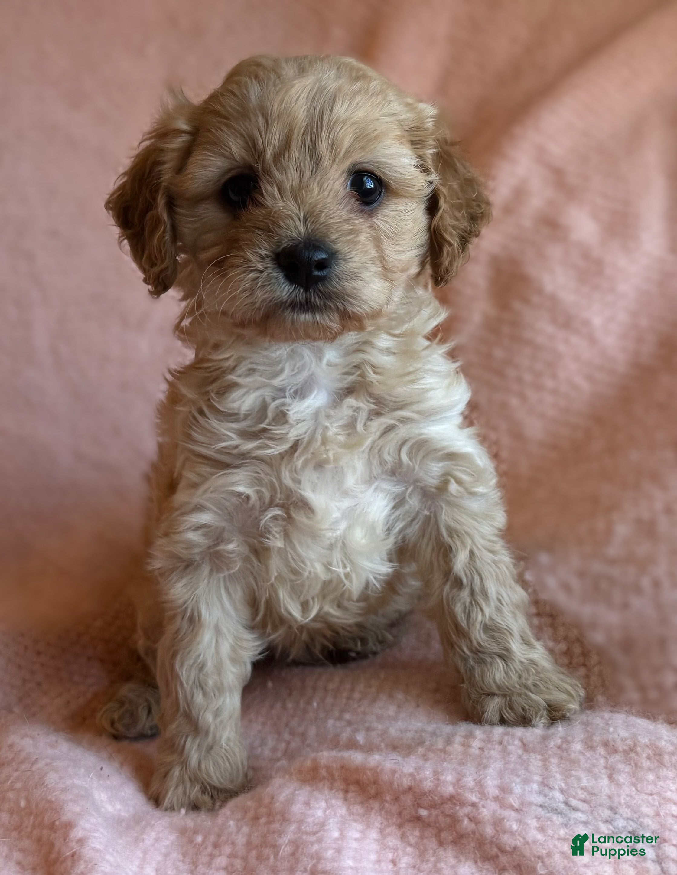 Cavapoo dogs for sale: Ollie - Ad 3