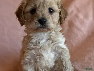 Cavapoo dogs Ollie - Ad 24