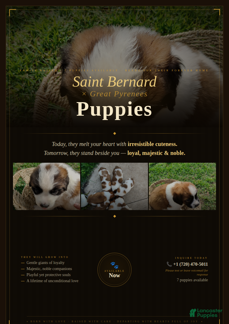 Mixed Breed dogs for sale: Saint Bernard Pyrenees mix Puppy 4 - Ad 3