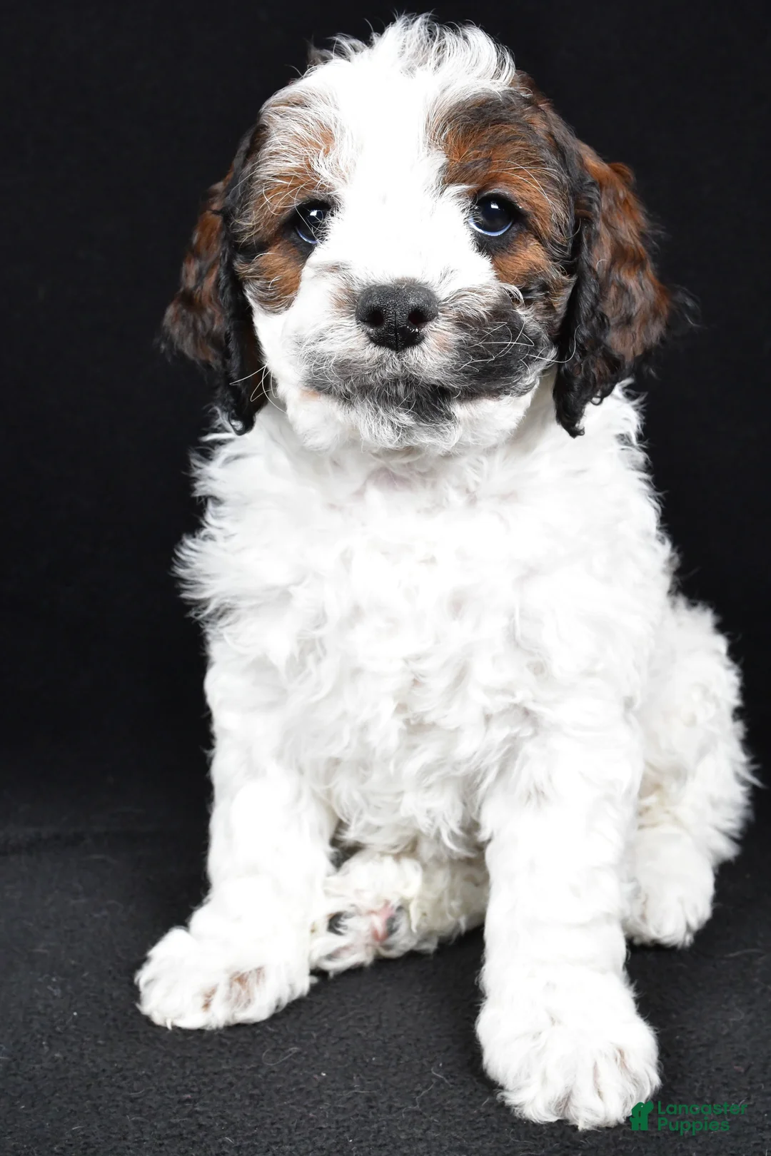 Cockapoo dogs for sale: Denver - Ad 8