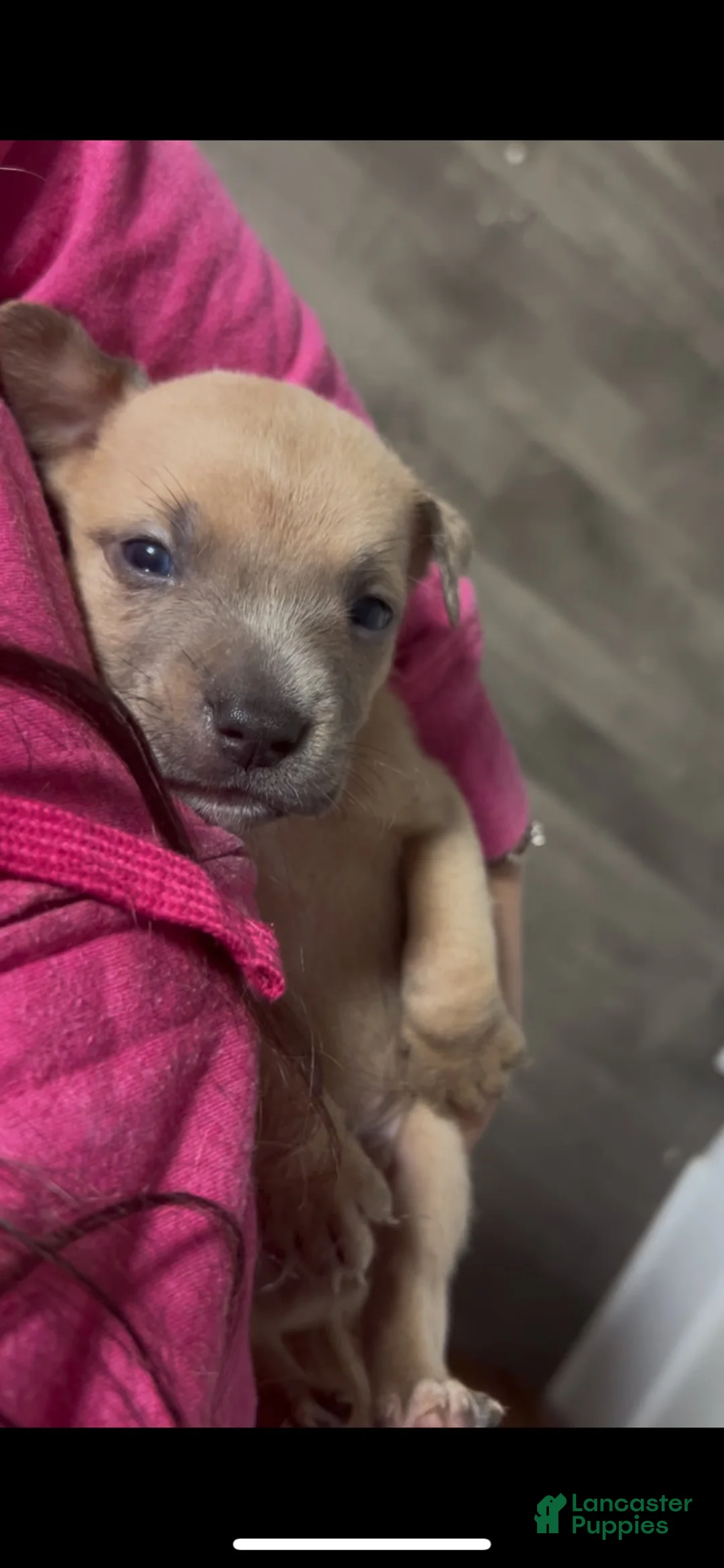 Mixed Breed dogs for sale: Boy 4 - Ad 1