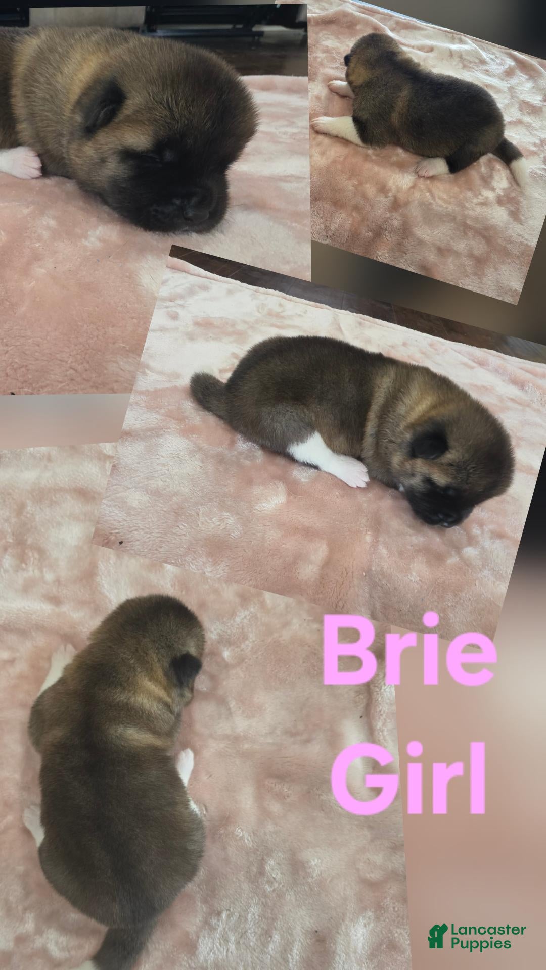Akita dogs BRIE - Ad 1
