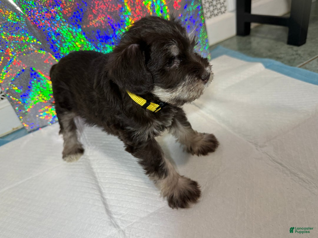 Miniature Schnauzer dogs for sale: Miniature Schnauzer Puppy 4 - Ad 6