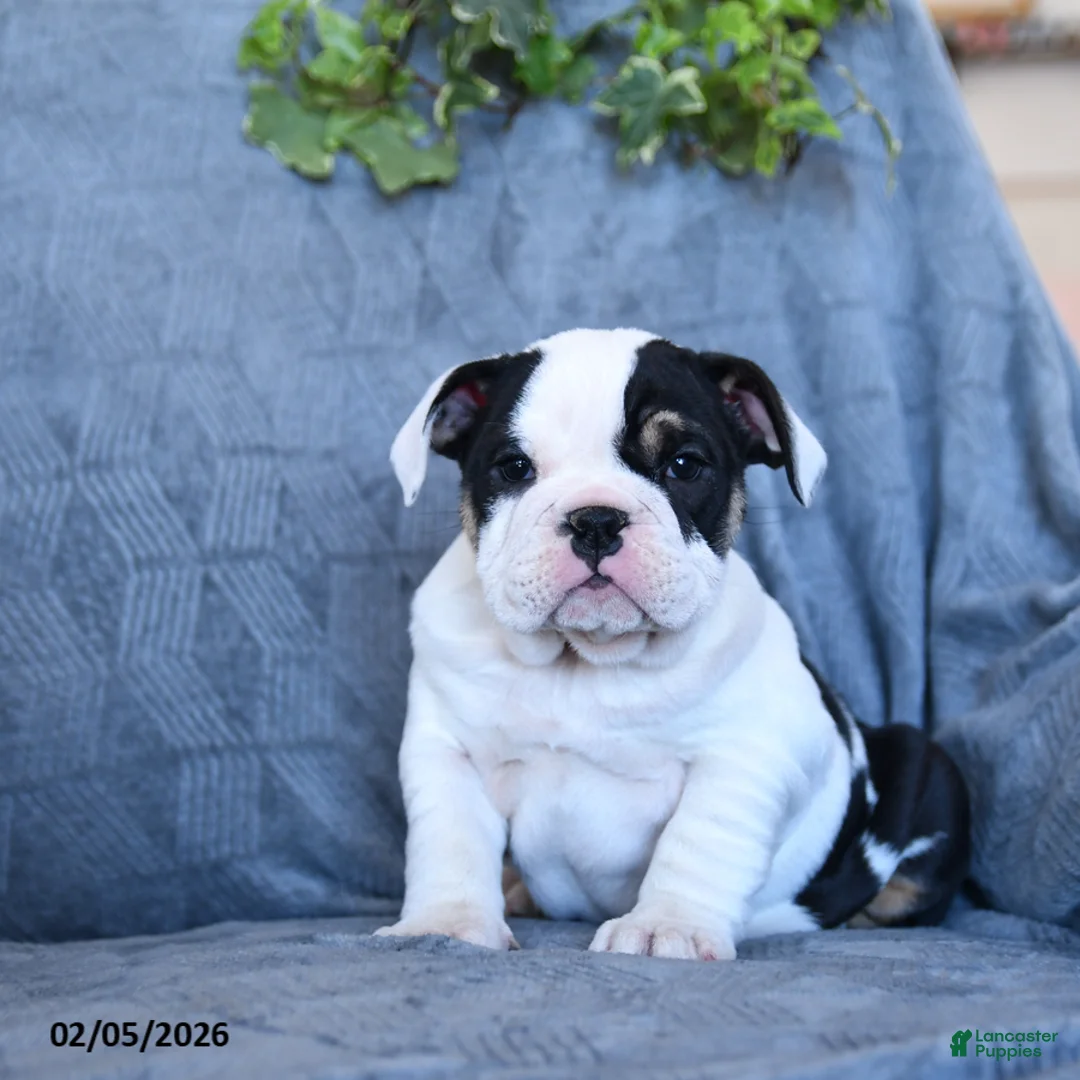 English Bulldog dogs for sale: Princess - Ad 5
