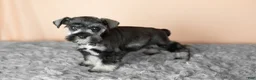 Miniature Schnauzer dogs for sale: Sam  - Ad 3