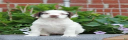 English Springer Spaniel dogs for sale: Cuddles - Ad 6