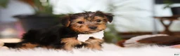 Yorkshire Terrier dogs for sale: Brianna - Ad 3