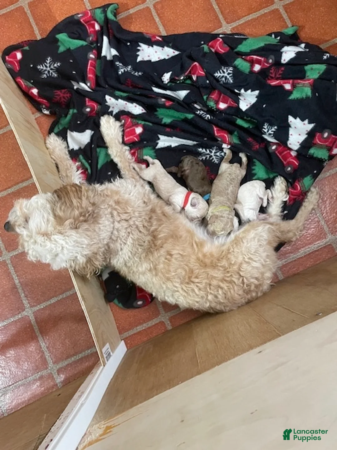 Cockapoo dogs for sale: Poppy - Ad 3