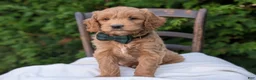 Mini Goldendoodle dogs for sale: Brody - Ad 7