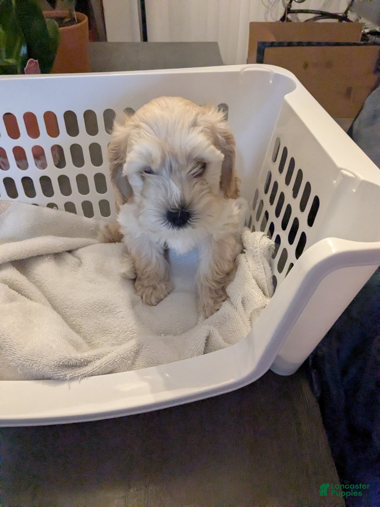 Cavapoo dogs Cavapoo Puppy 1 - Ad 21