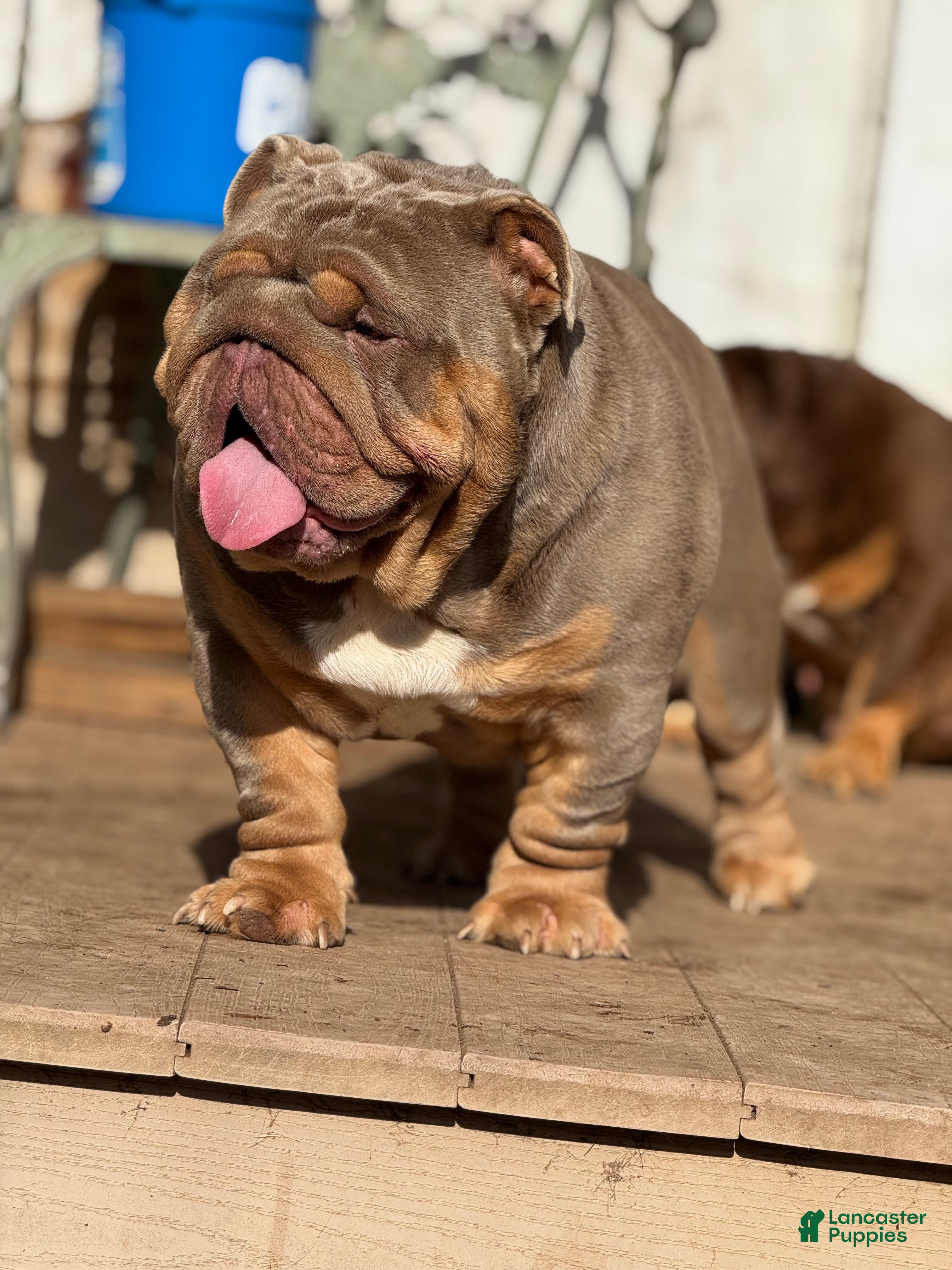 English Bulldog dogs Peach - Ad 2