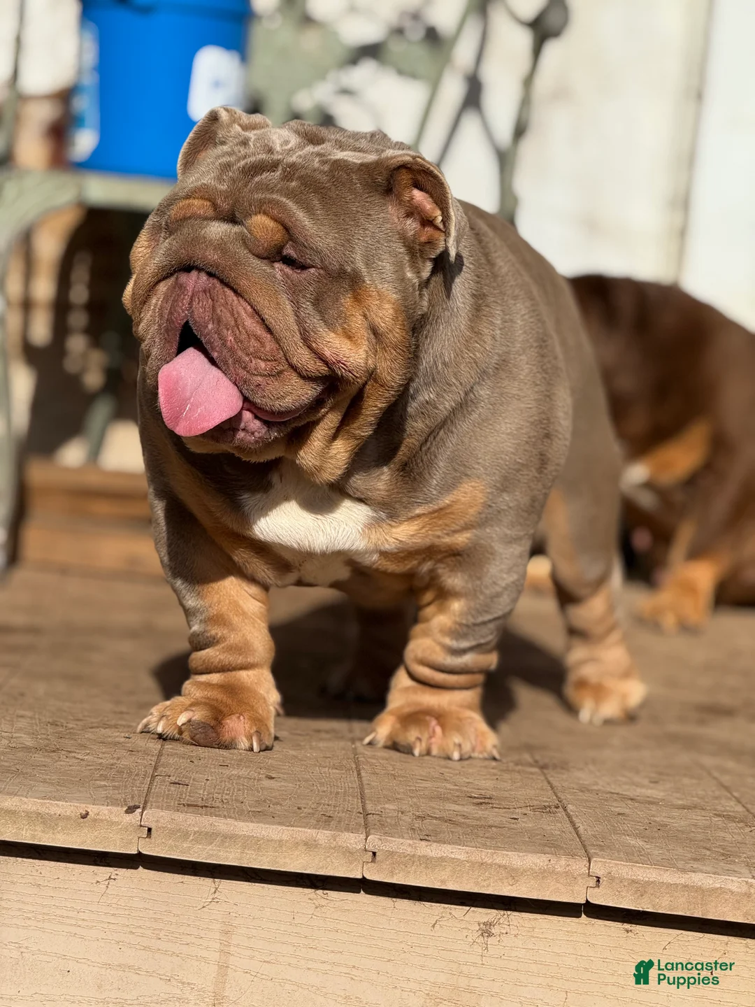 English Bulldog dogs for sale: Peach - Ad 2