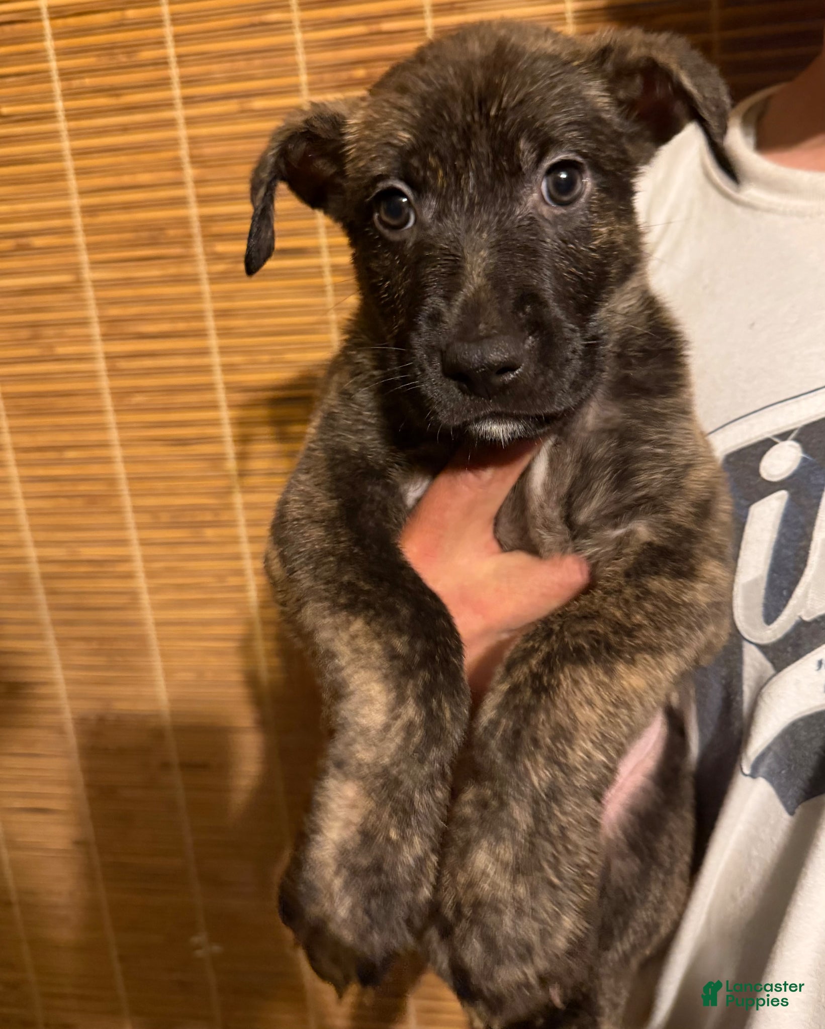 Mixed Breed dogs for sale: Mixed Breed Puppy 3 - Ad 1