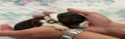 English Springer Spaniel dogs for sale: English Springer Spaniel 4 - Ad 3