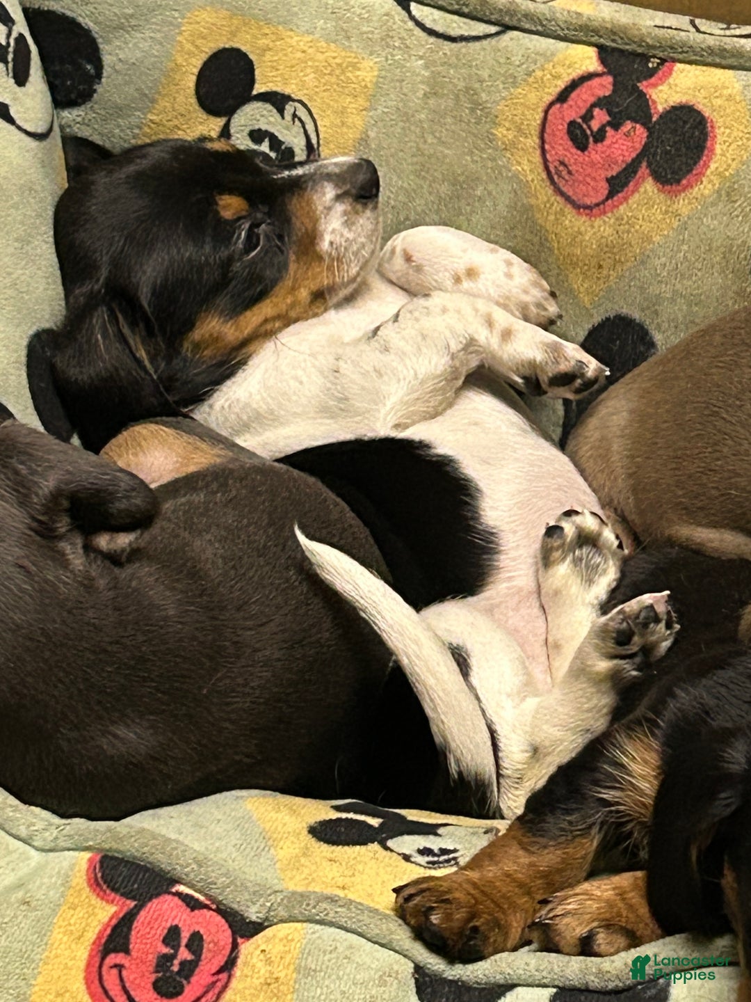 Miniature Dachshund dogs for sale: Sassyfrass  - Ad 13