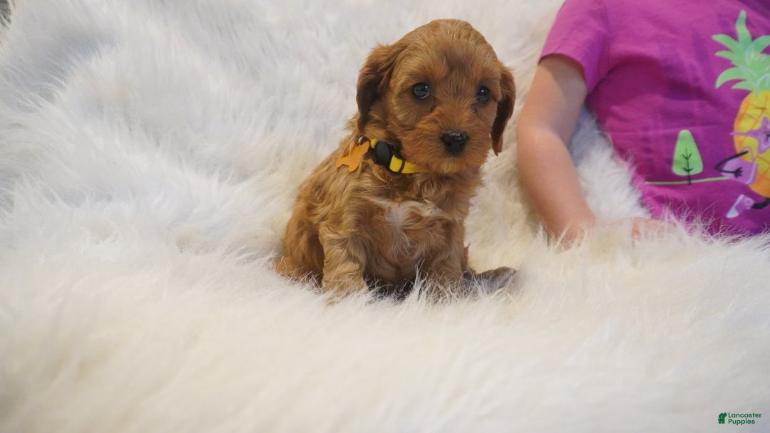 Cavapoo dogs for sale: Venus  - Ad 2
