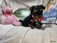 Yorkshire Terrier dogs SaliSue the Yorki babe... - Ad 39