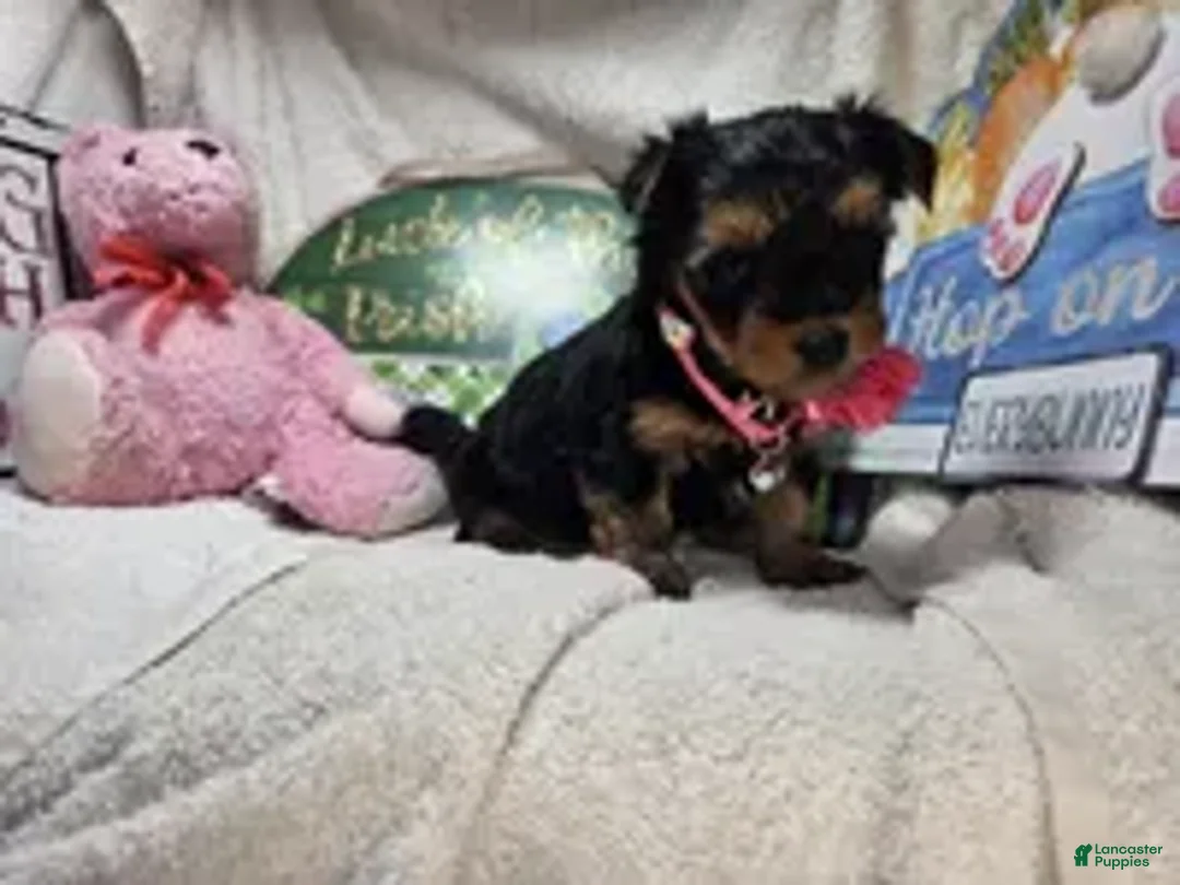 Yorkshire Terrier dogs for sale: SaliSue the Yorki babe... - Ad 1