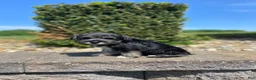 Miniature Schnauzer dogs for sale: Jules - Ad 3