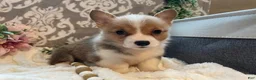 Welsh Corgi Pembroke dogs for sale: Stella - Ad 8