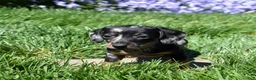 Miniature Dachshund dogs for sale: Marbles - Ad 3