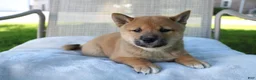 Shiba Inu dogs for sale: Lucky - Ad 6