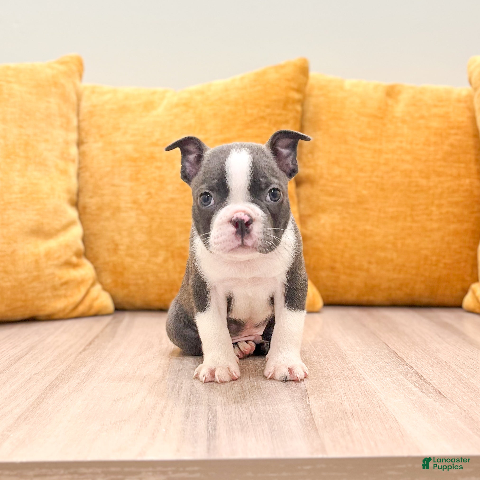 Boston Terrier dogs Bruse - Ad 1