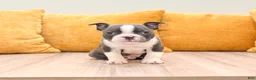 Boston Terrier dogs for sale: Bruse - Ad 1