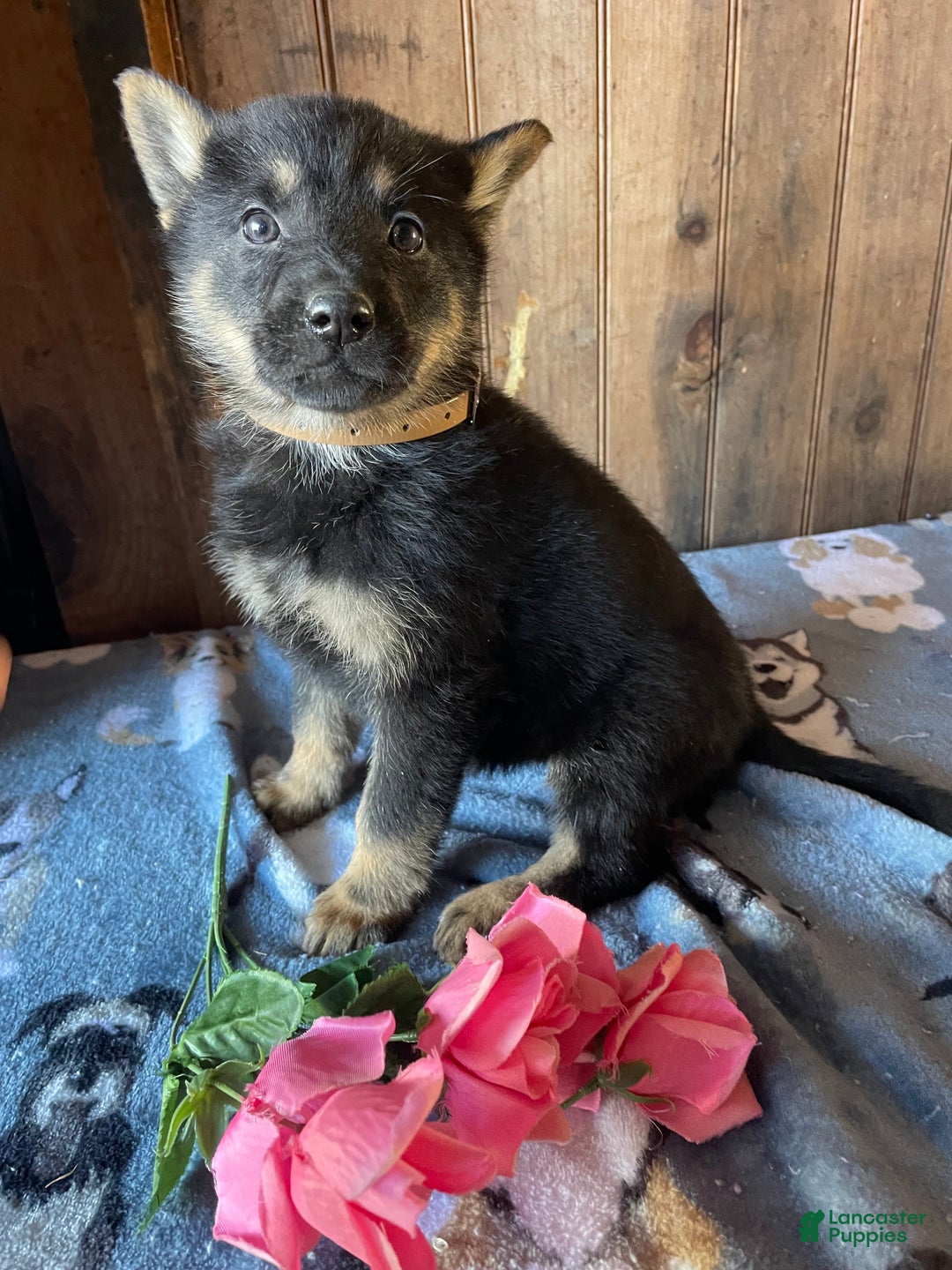German Shepherd dogs for sale: Gloria - Ad 1