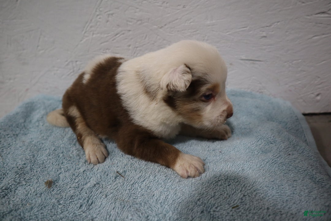 Miniature Australian Shepherd dogs for sale: Miniature Australian Shepherd Puppy 2 - Ad 2