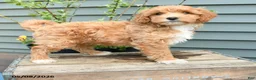 Shihpoo dogs for sale: George - Ad 3