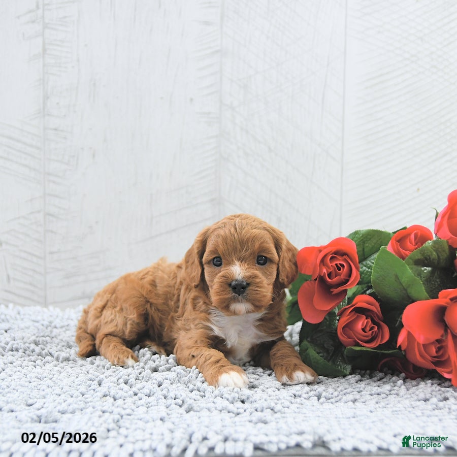 Cavapoo dogs Molly - Ad 13