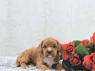 Cavapoo dogs Molly - Ad 14