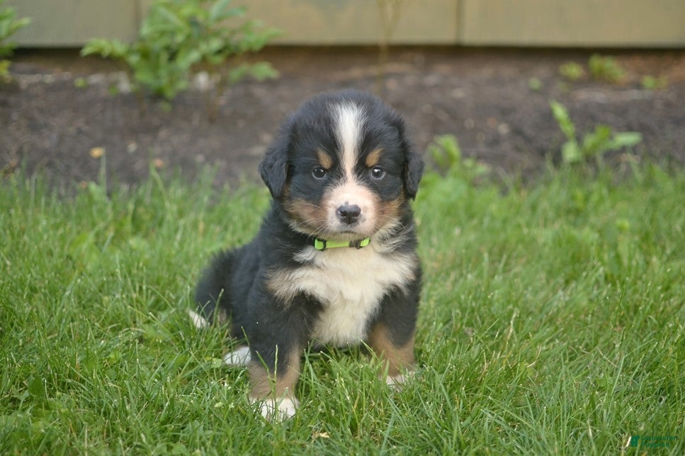 Bernese Mountain Dog dogs Floyd - Ad 1
