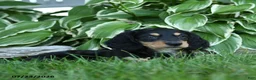 Miniature Dachshund dogs for sale: Winston - Ad 4