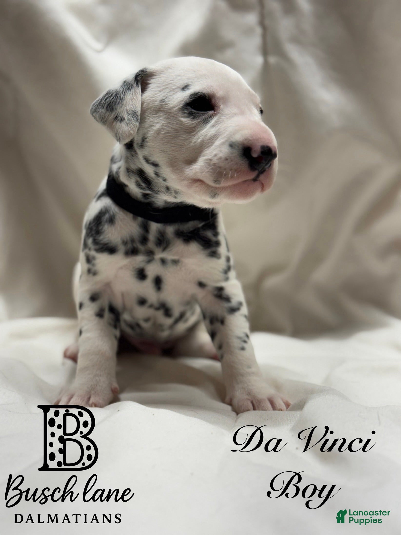 Dalmatian dogs Da Vinci  - Ad 12
