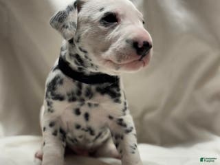 Dalmatian dogs Da Vinci - Ad 12