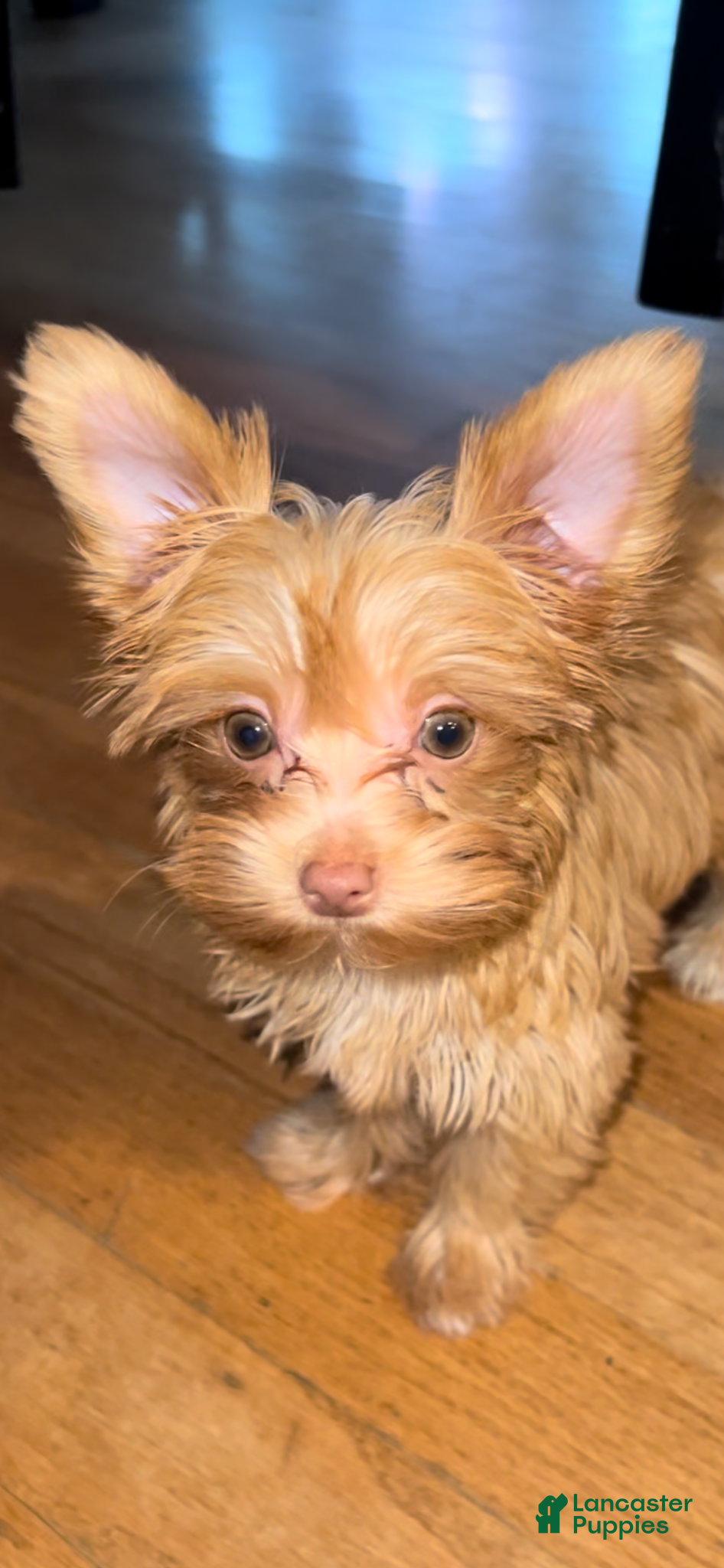 Yorkshire Terrier dogs for sale: Curry (AKC Registerable available) - Ad 2