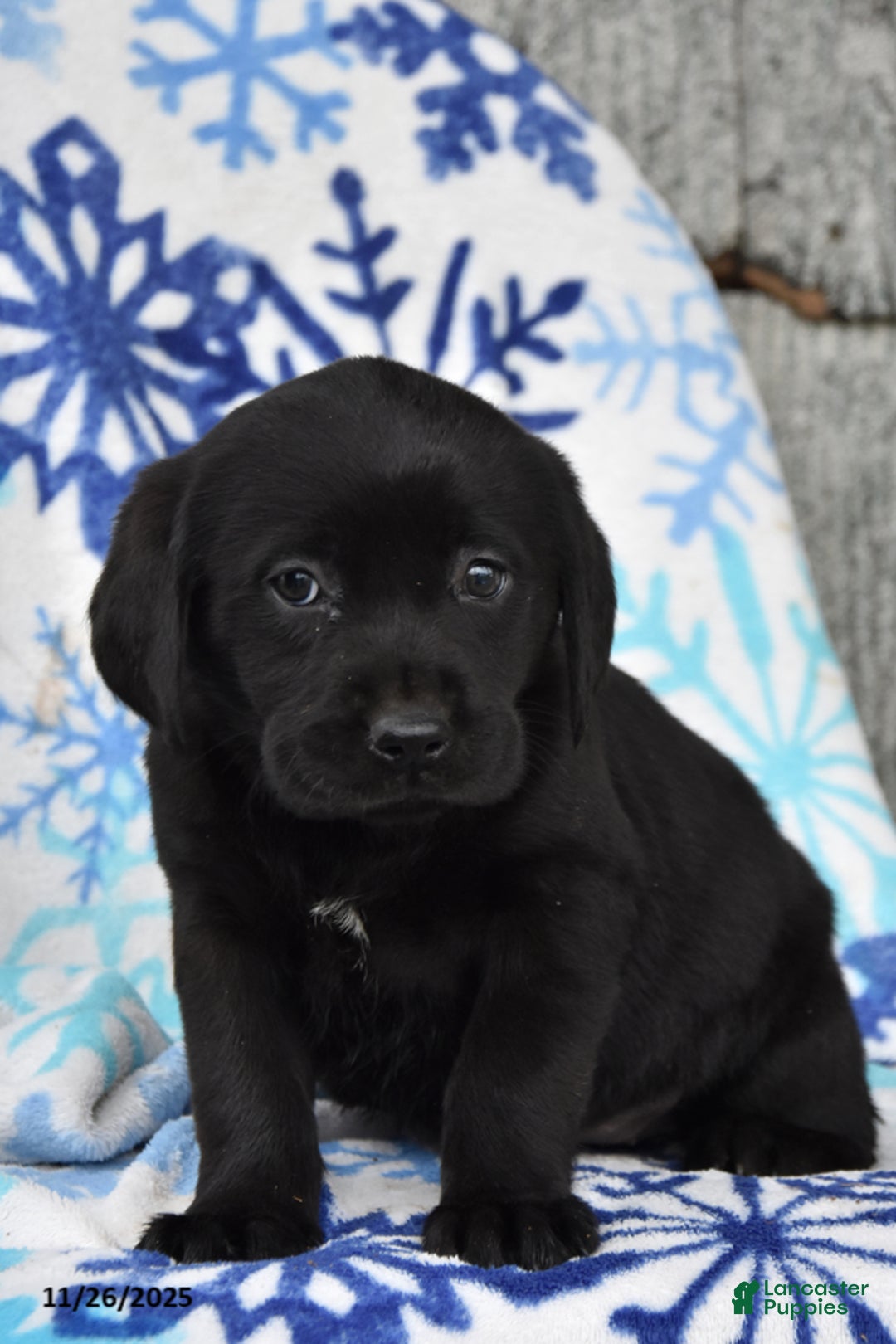 Labrador Retriever dogs for sale: Remi - Ad 2