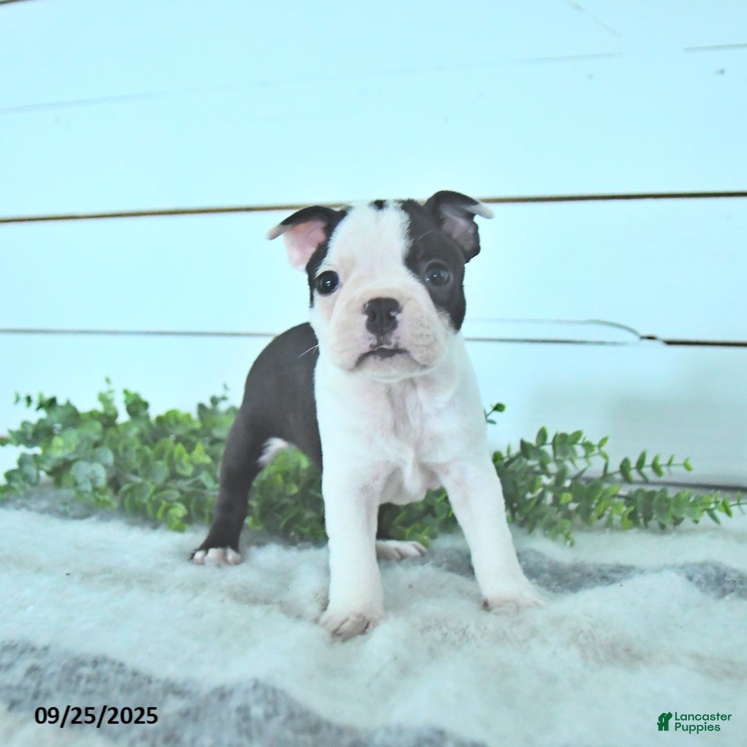 Boston Terrier dogs for sale: Naveen - Ad 11